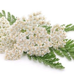 Yarrow extract