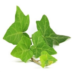 English ivy extract