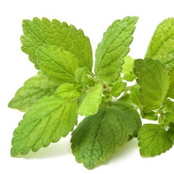 Organic Lemongrass water