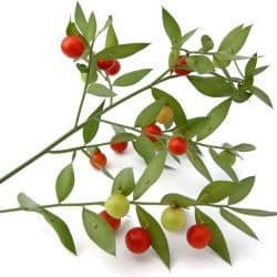 Kneeholly root extract