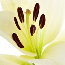 White lily extract
