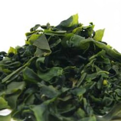 Fucus vesiculosus powder