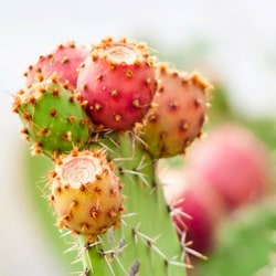 Cactus flower extract