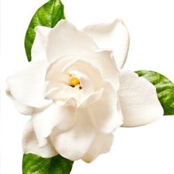 Gardenia extract