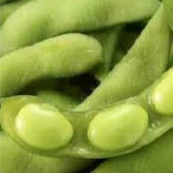 Glycine soya protein