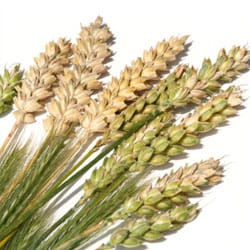 Hydrolyzed Wheat Protein