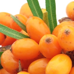 Organic Seabuckthorn fruit extract