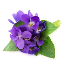 Violet extract