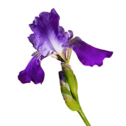 Florentin root extract