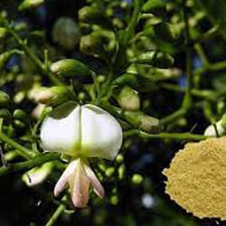 Japanese acacia extract