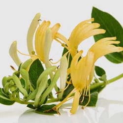 Honeysuckle flower extract