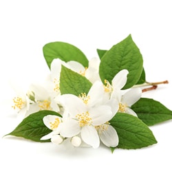 Jasmine extract