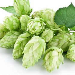 Hops extract