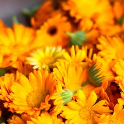 Organic Calendula extract