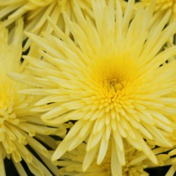 Chrysanths flower extract