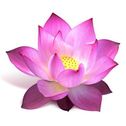 Lotus flower extract 