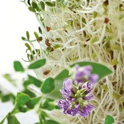 Organic - Alfaalfa extract