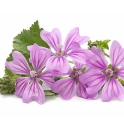 Mallow extract