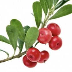 Bearberry extract
