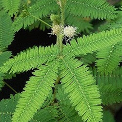 Organic mimosa extract