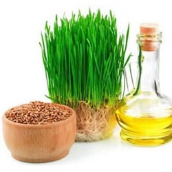 Organic Wheat germ oil