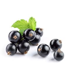 Black currant seed oil