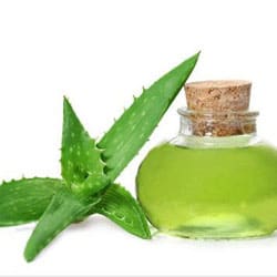 Aloe vera oil