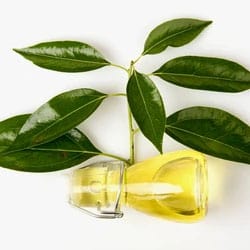 Bay laurel oil