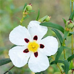 Organic Labdanum Water