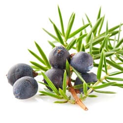 Juniper oil