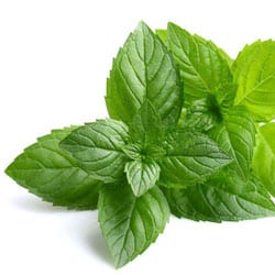 Organic Peppermint oil