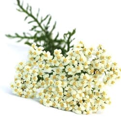 Yarrow oil
