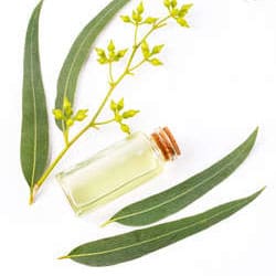 Eucalyptus oil