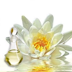 White lotus flower essential oil