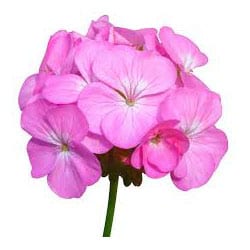 Organic Geranium oil