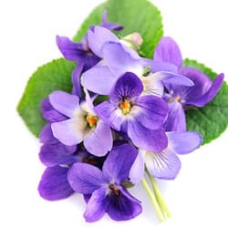 Violet oil