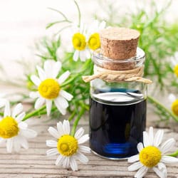 Chamomile flower oil