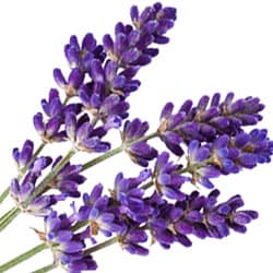 Organic Lavender water