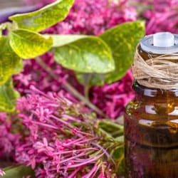 Clary sage oil