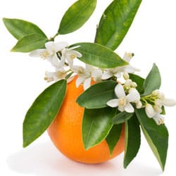 Organic Orange blossom water