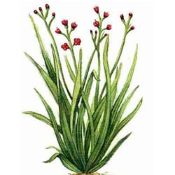 Organic Palmarosa oil