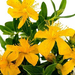 St John's wort extract