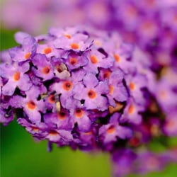 Sommer lilac flower extract