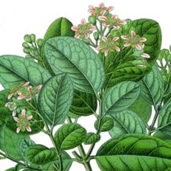 Chilean boldo tree extract