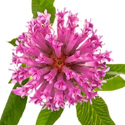 Red clover flower extract