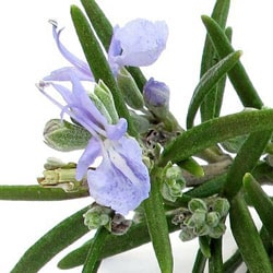 Organic Rosemary water