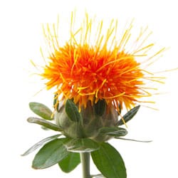 Safflower flower extract