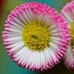 Daisy flower extract