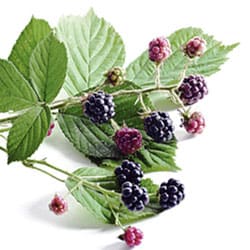 Blackberry leaf extract