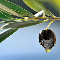 Organic silicone oil